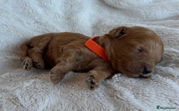 Cavapoo dogs for sale: Beautiful Red F1b Cavapoo Puppies - Image 7