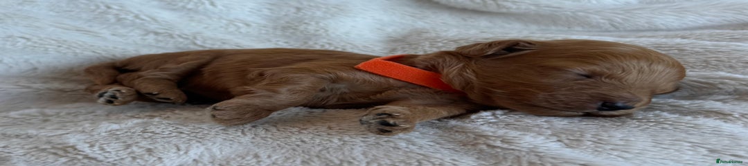 Orange collar boy