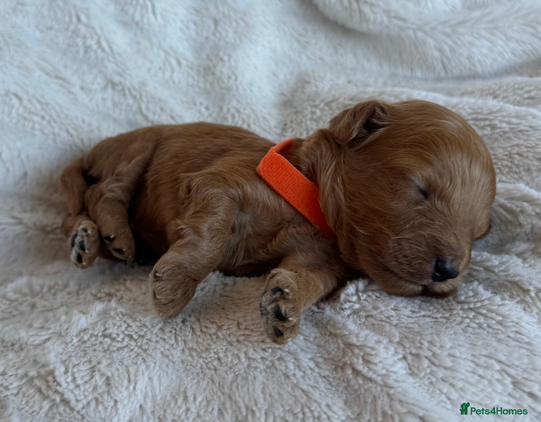 Cavapoo dogs for sale: Beautiful Red F1b Cavapoo Puppies - Image 7
