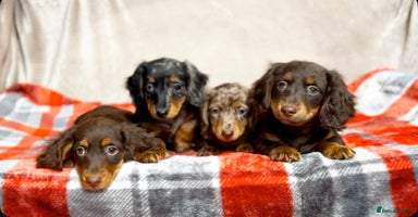 Miniature Dachshund dogs - Advert 6