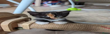 Tortie