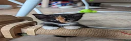 Mixed Breed cats for sale: READY- 1 BOY LEFT Maine Coon x British Shorthair - Advert 20