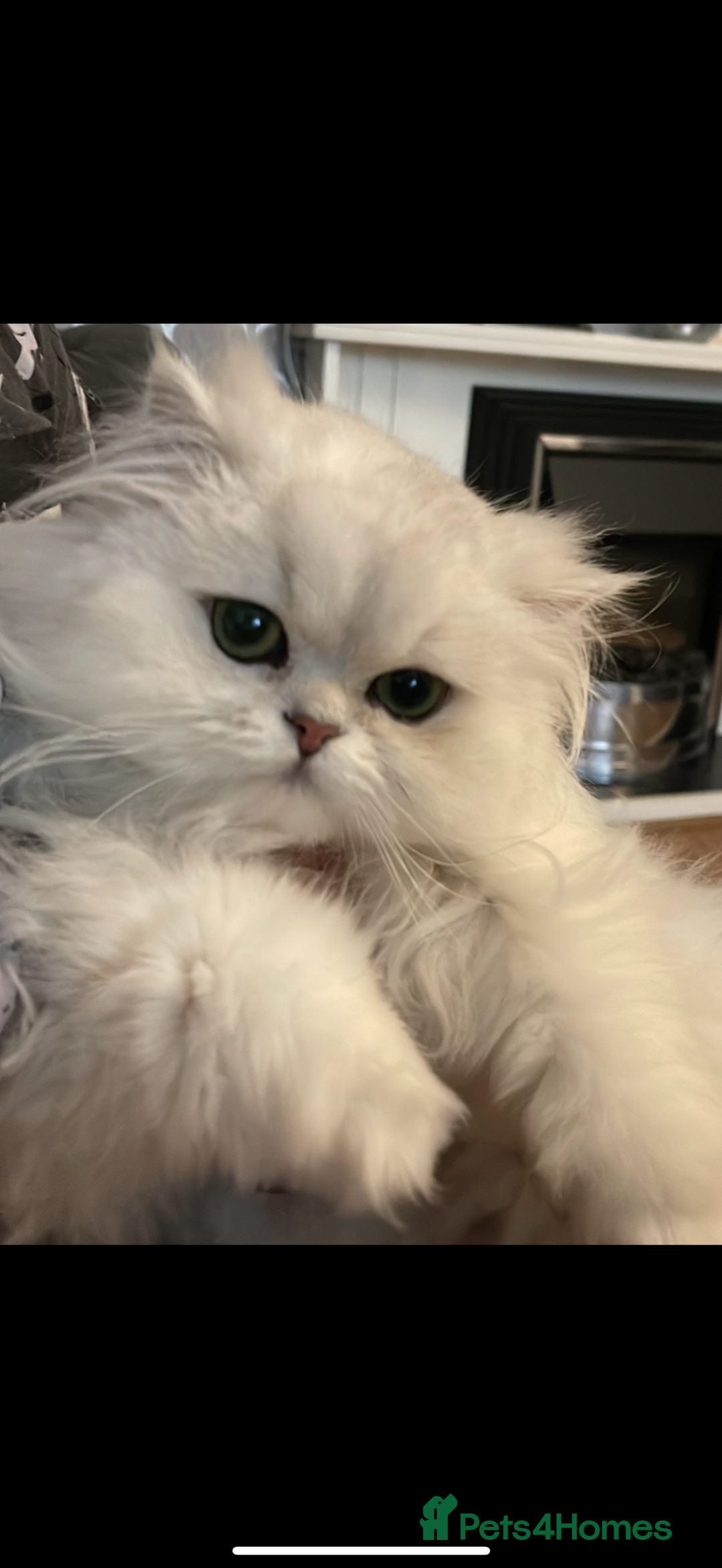 Persian cats for sale: Persian chinchilla female  - Advert 12