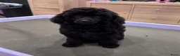Toy Poodle dogs for sale: Gorgeous Girl Kc Toy Poodle Puppy for Sale!  - Advert 3