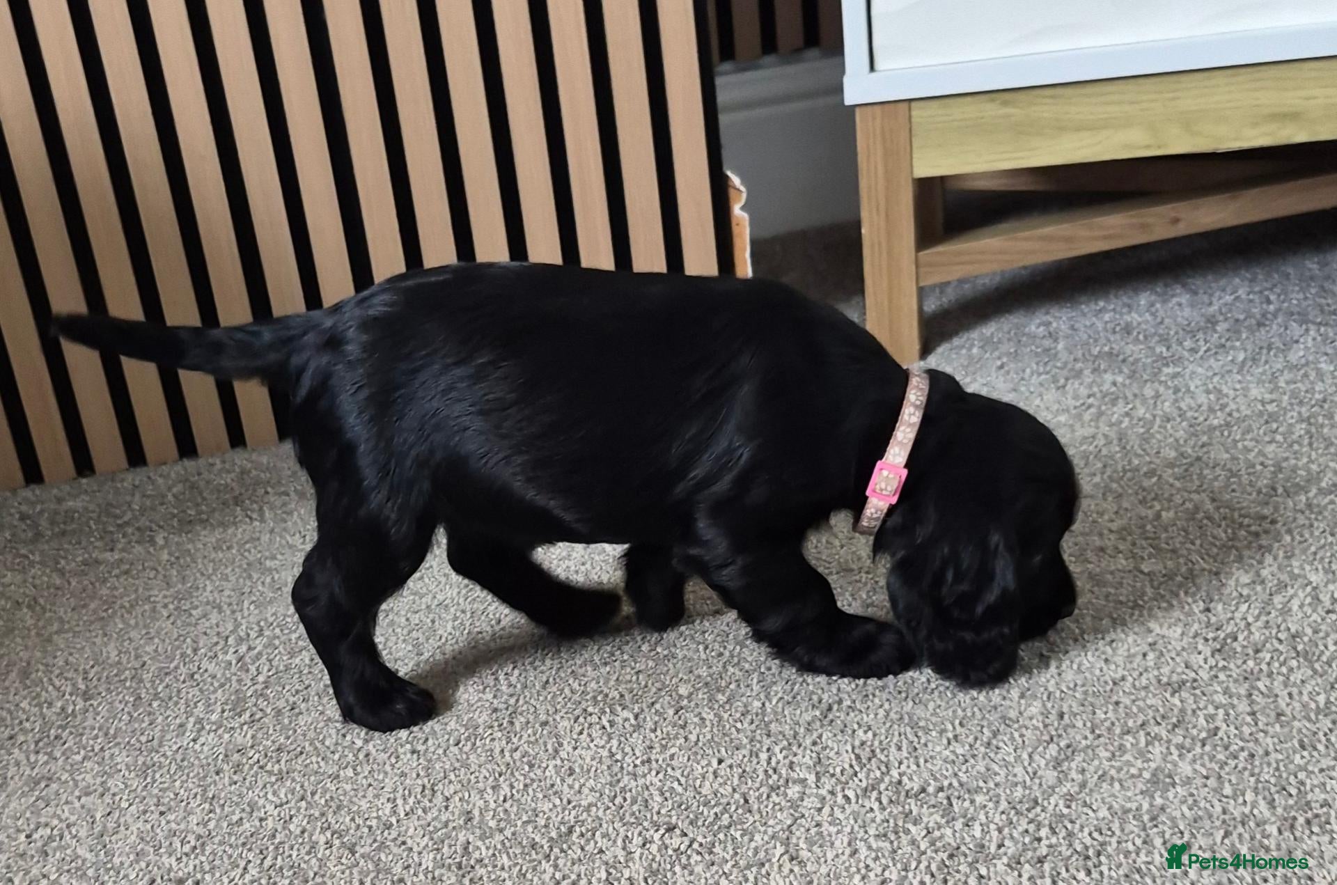 Cocker Spaniel dogs Beautiful Cocker spaniel puppies  - Advert 2