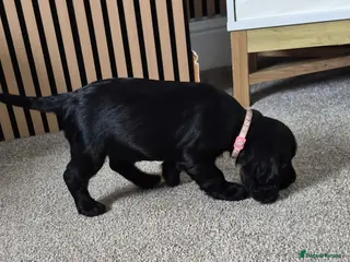 Cocker Spaniel dogs Last 2 girl working Cocker spaniel puppies - Advert 4