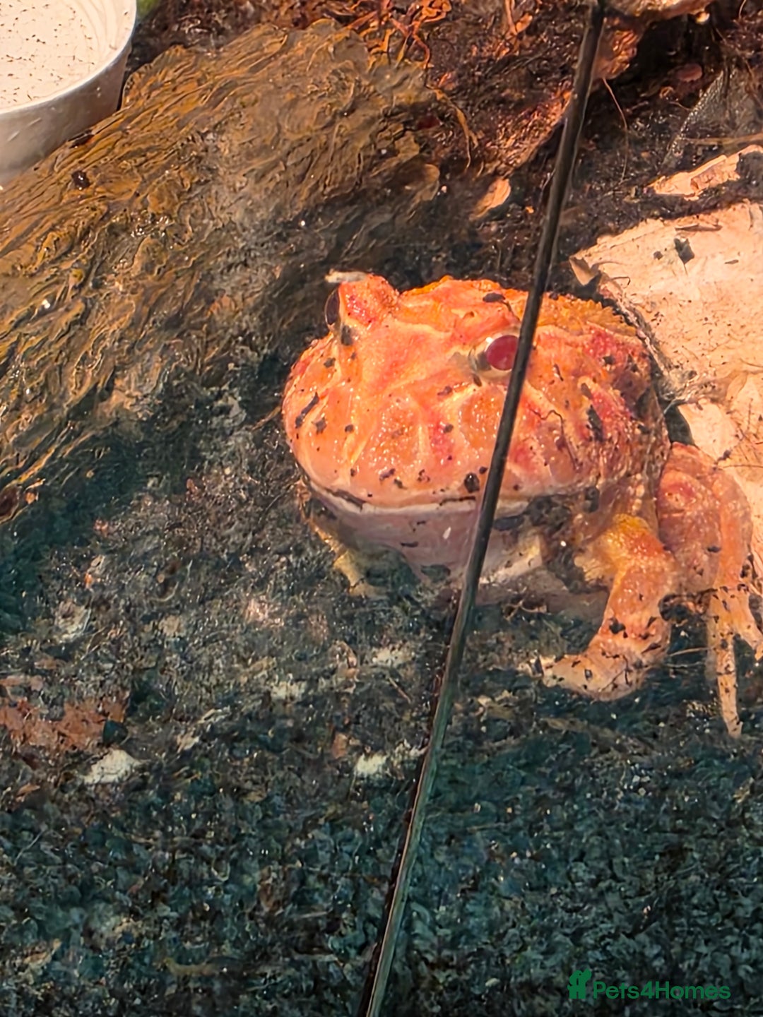 Frog reptiles for sale: Strawberry pacman frog - Advert 2