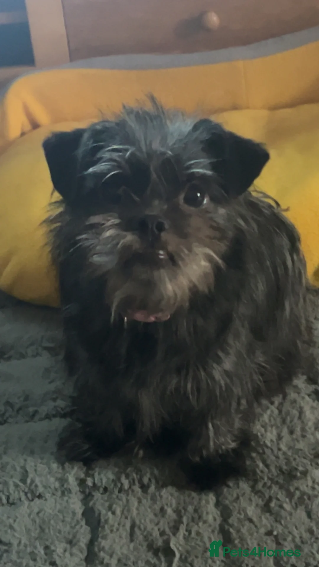 Mixed Breed dogs for sale: rehome Shih Tzu cross jack russell - Advert 5