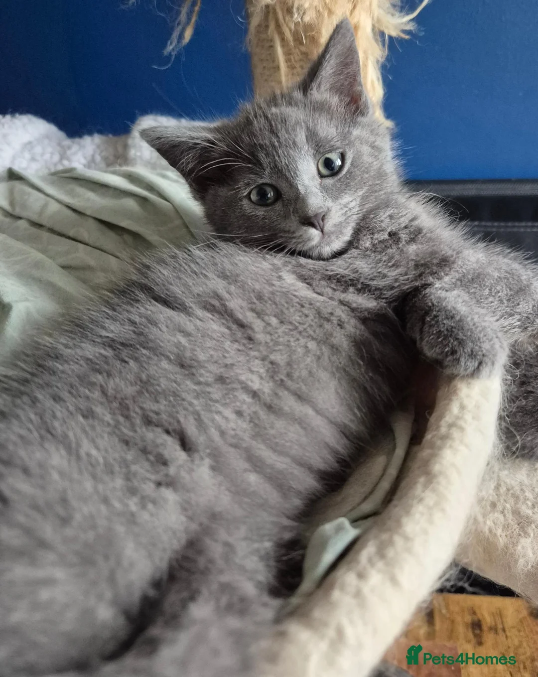Mixed Breed cats for sale: Ragdoll cross gray kittens  - Advert 4