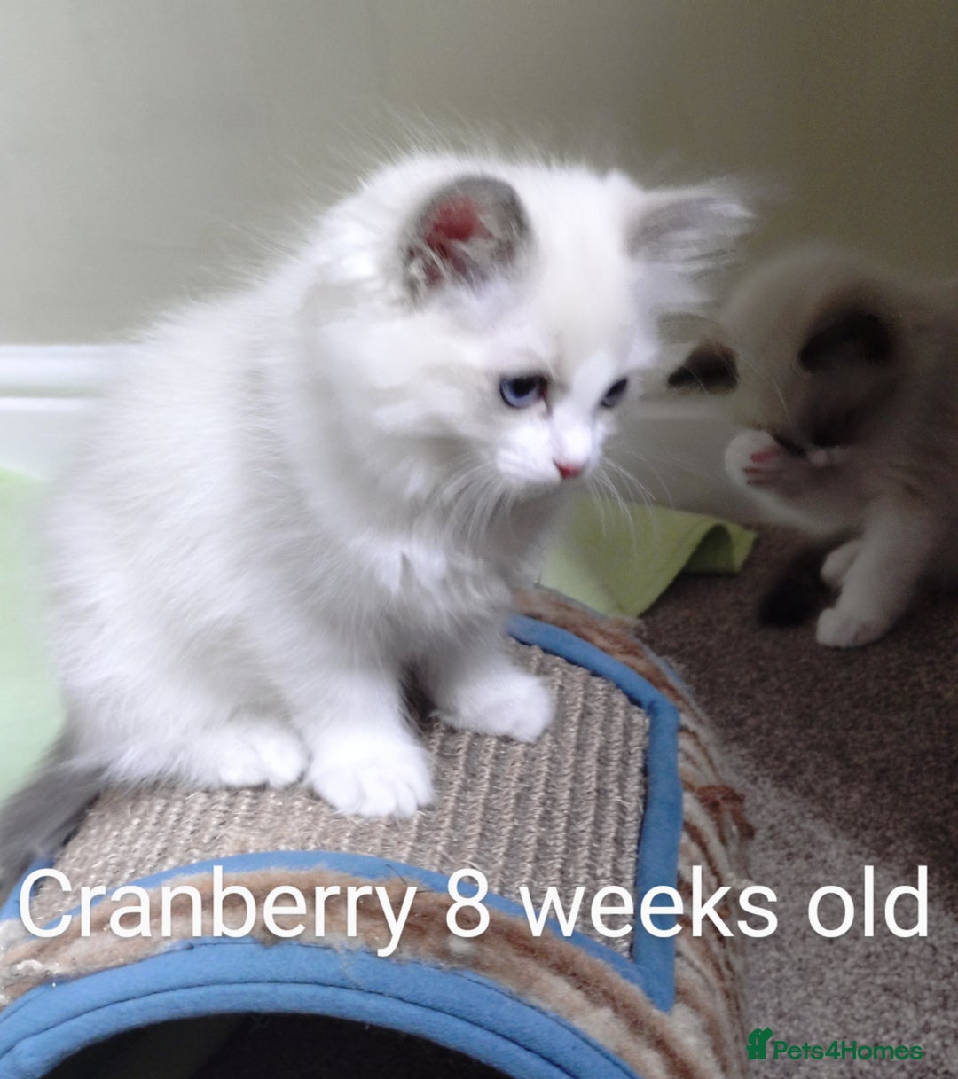 Ragdoll cats for sale: GCCF pedigree ragdoll kittens for sale £850 -£1100 - Image 25