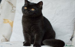 British Shorthair cats for sale: British shorthair kittens 😻😻😻 in High Wycombe - Image 7
