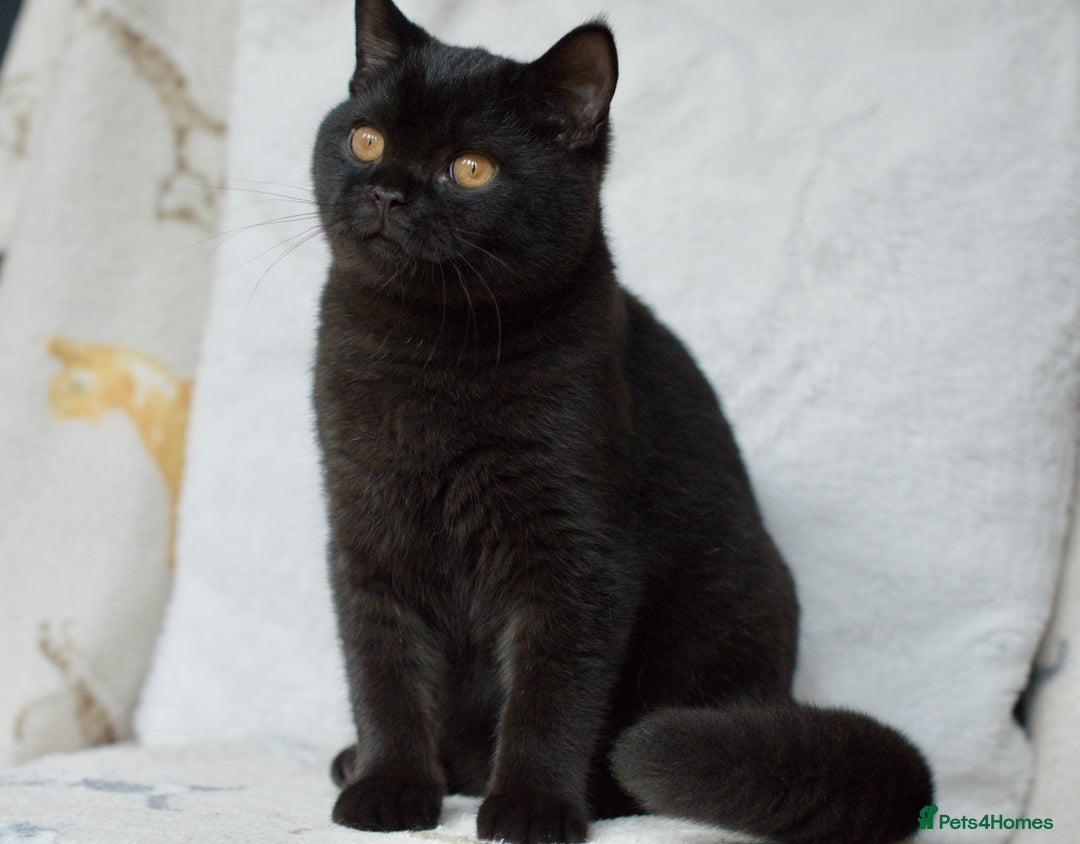 British Shorthair cats for sale: British shorthair kittens 😻😻😻 in High Wycombe - Image 7