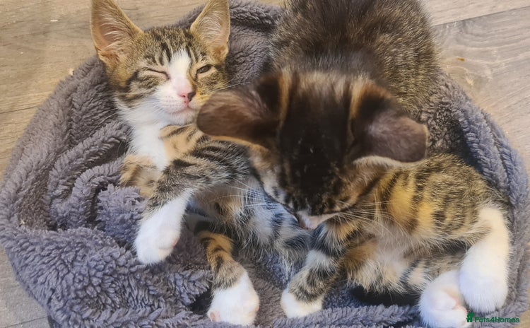 Mixed Breed cats - Advert 5