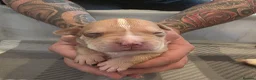 Mixed Breed dogs for sale: Staffy x American Bulldog Puppies - Advert 17