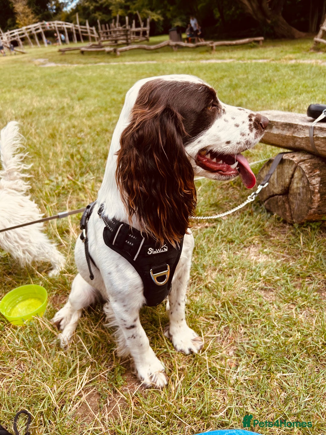 Cocker Spaniel dogs for sale: ⭐️ Meet this Stunning Male Cocker Spaniel puppy  - Advert 5