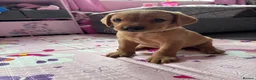 Labrador Retriever dogs for sale: 1 girl left…Beautiful litter of Labrador puppies - Advert 15