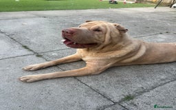 Shar Pei dogs for sale: Simba  - Image 4