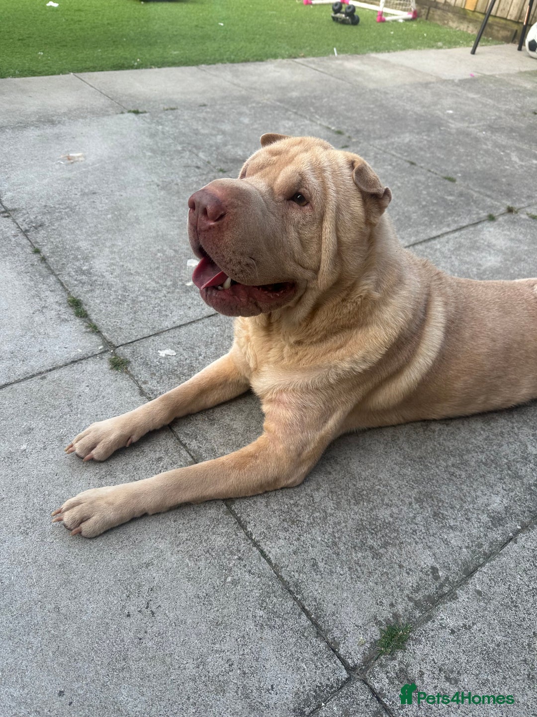 Shar Pei dogs for sale: Simba  - Image 4