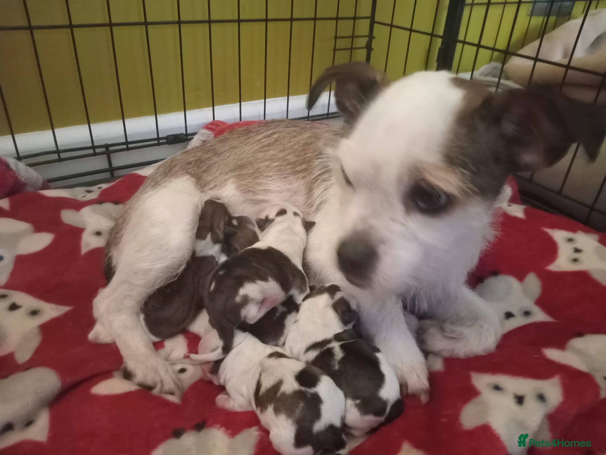 Mixed Breed dogs 2 Boy & 2 Girl- Jack Russell/Chihuahua x Shih Tzu - Advert 1