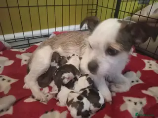 Mixed Breed dogs 2 Boy & 2 Girl- Jack Russell/Chihuahua x Shih Tzu - Advert 1