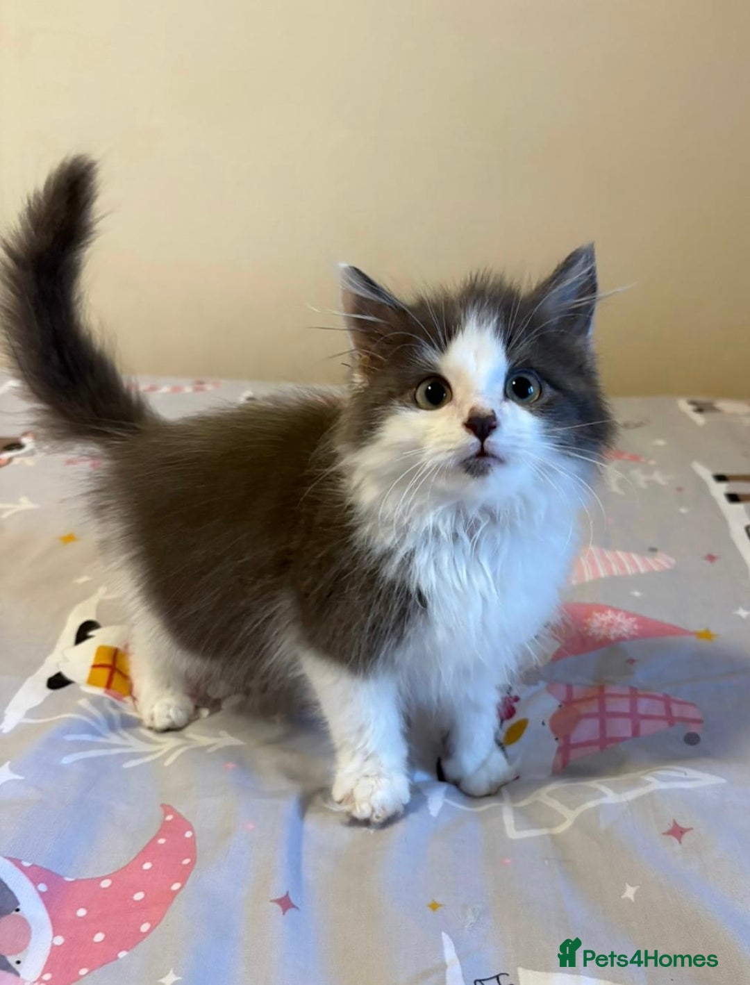 Ragdoll cats for sale: Ragdoll cross British Shorthair Kitten - Advert 2