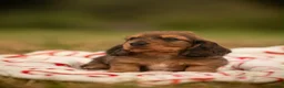 Miniature Dachshund dogs for sale: 2 Beautiful Longhair Miniature Dachshund Puppies - Advert 6