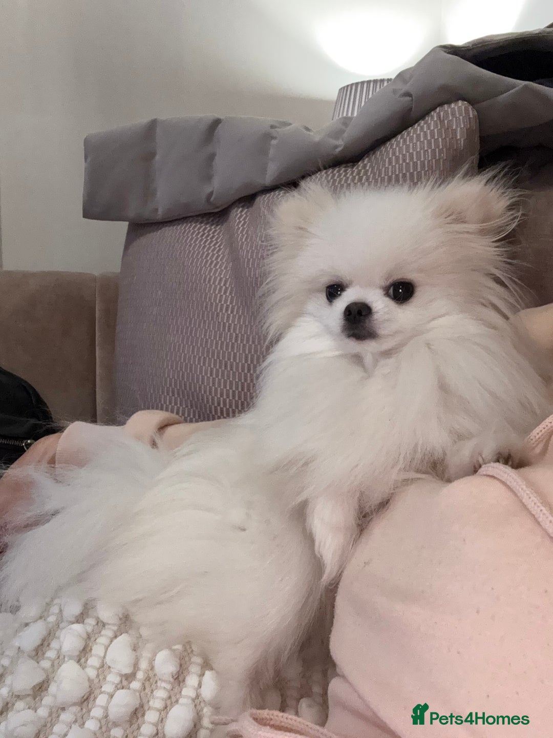 Pomeranian dogs for sale: 1 year old female Pomeranian  - Advert 4