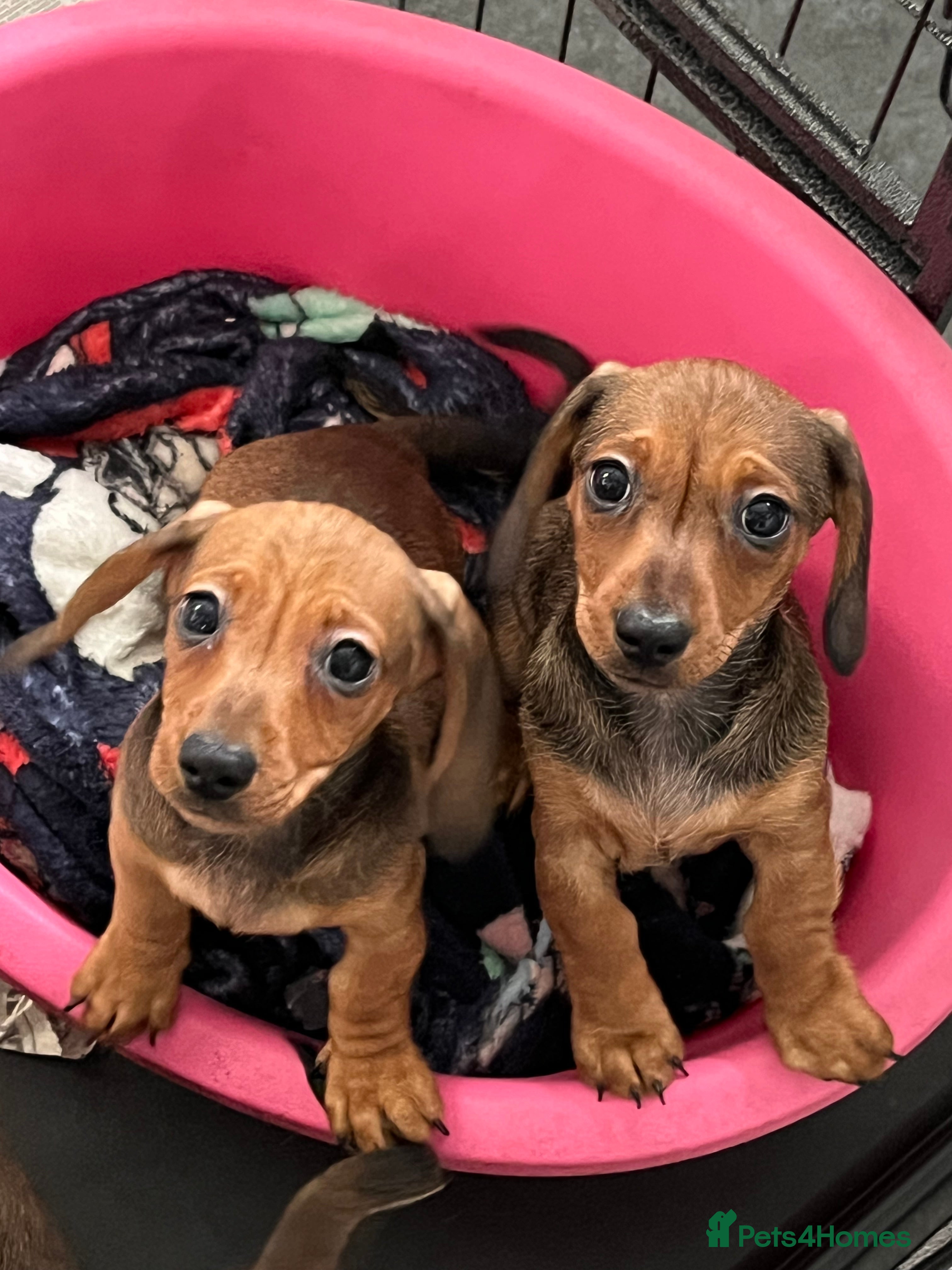 Miniature Dachshund dogs Shaded red kc reg Miniature dachshund   - Advert 2