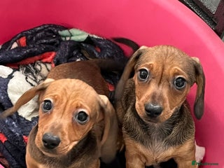 Miniature Dachshund dogs Shaded red kc reg Miniature dachshund - Advert 2