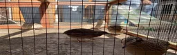 Quail poultry for sale:  COTURNIX QUAIL(2 GROUPS ALSO AVAILABLE) - Advert 5