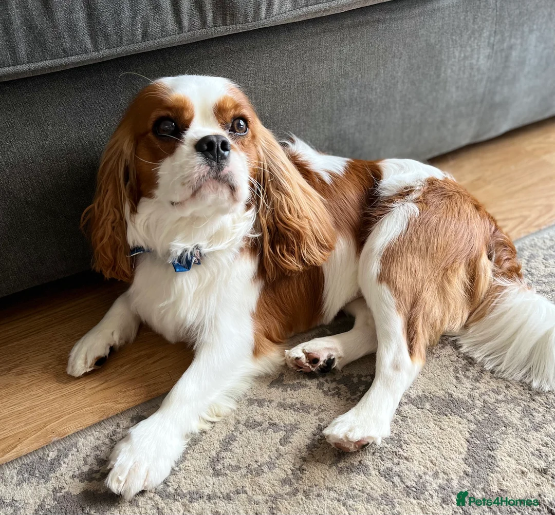 Cavalier King Charles Spaniel dogs for stud: KC Reg Cavalier King Charles Spaniel for Stud in Eastbourne - Advert 14