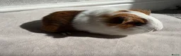 Guinea Pig rodents for sale: Male and Female Guinea Pigs for sale - Advert 4