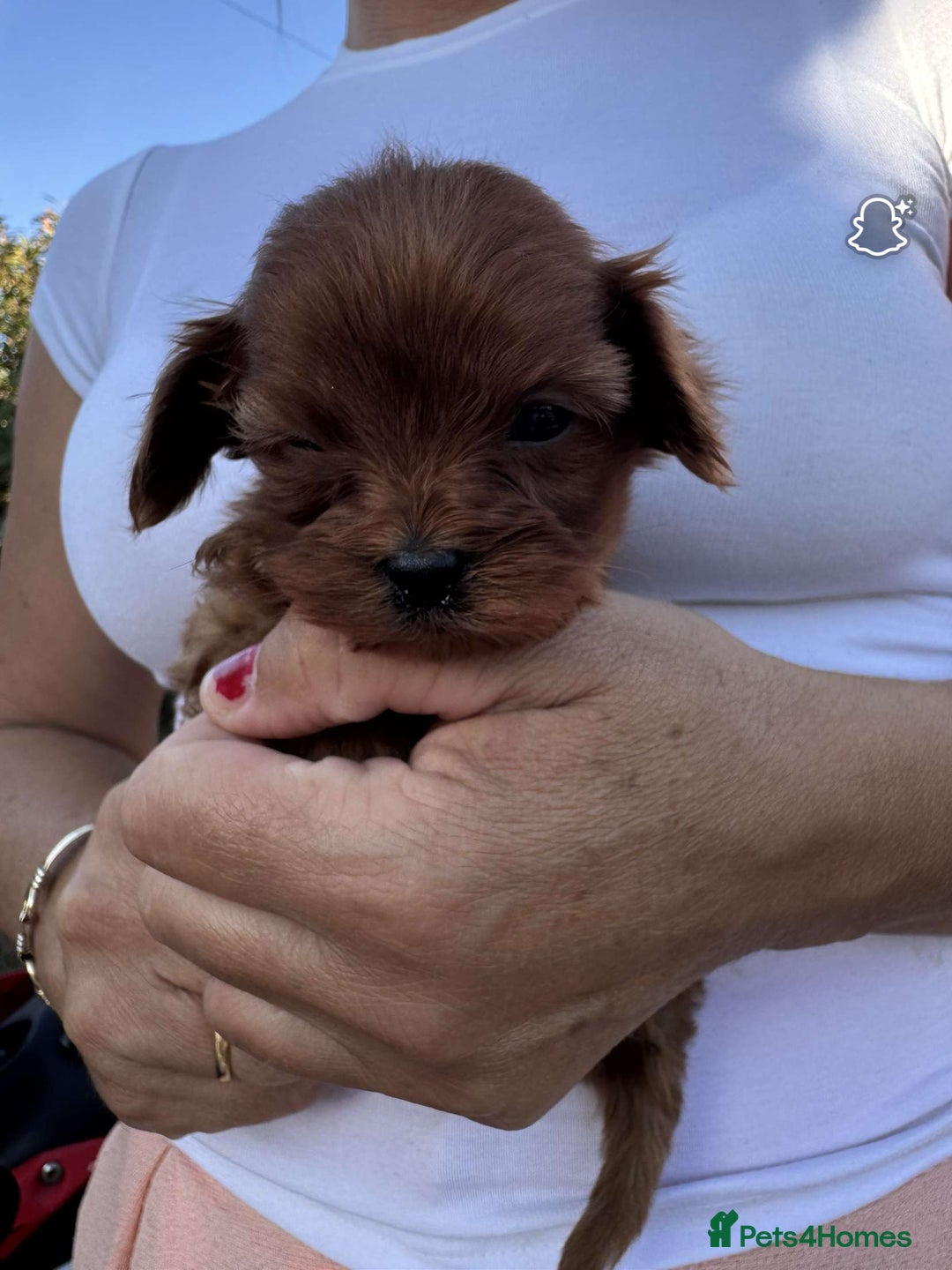 Cavapoo dogs for sale: Beautiful Tiny Cavapoos  - Image 9