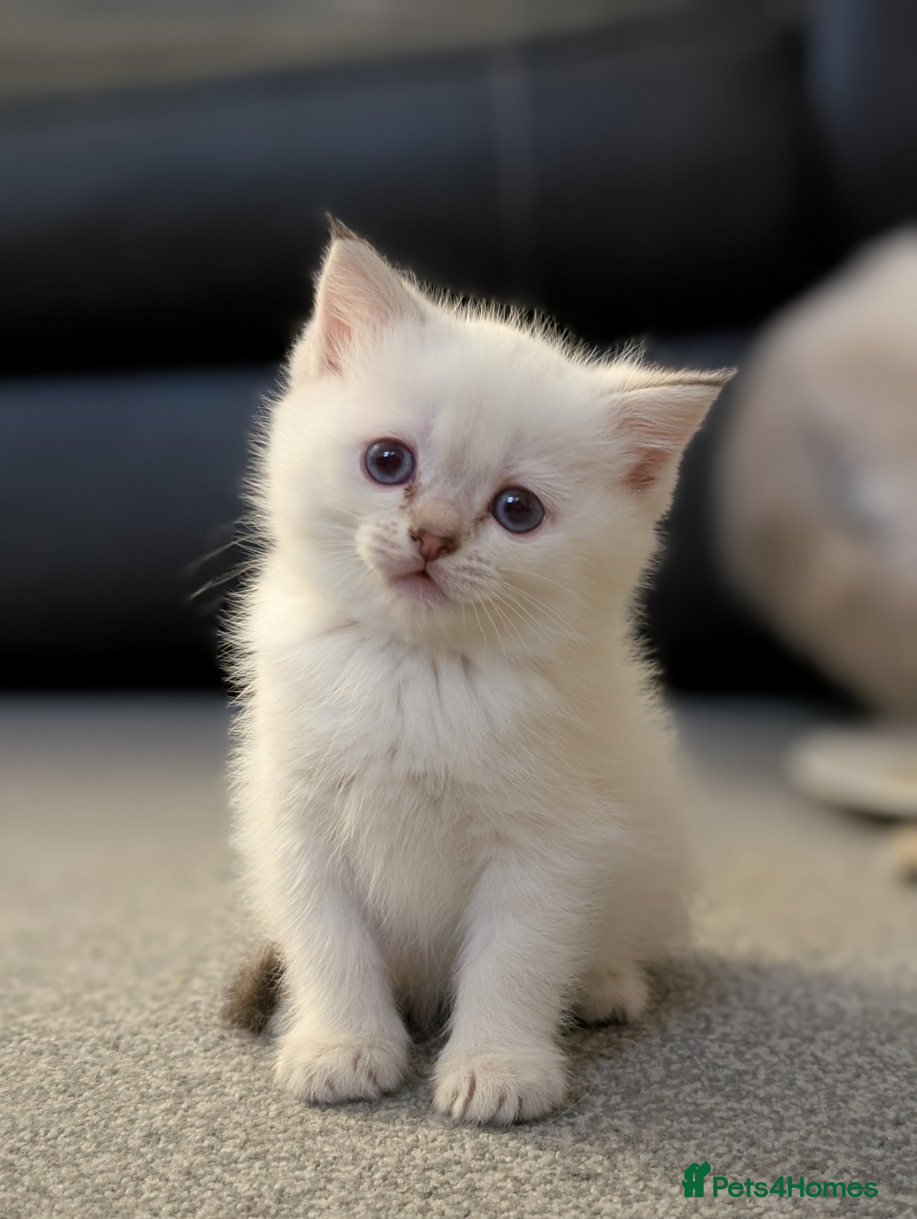 Mixed Breed cats Ragdoll X Scottish Fold kitten ready 26/1/25 - Advert 16