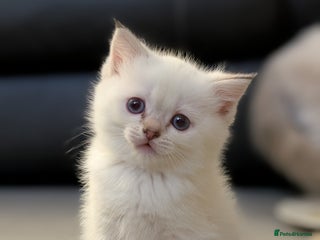 Mixed Breed cats Ragdoll X Scottish Fold kitten ready 26/1/25 - Advert 16