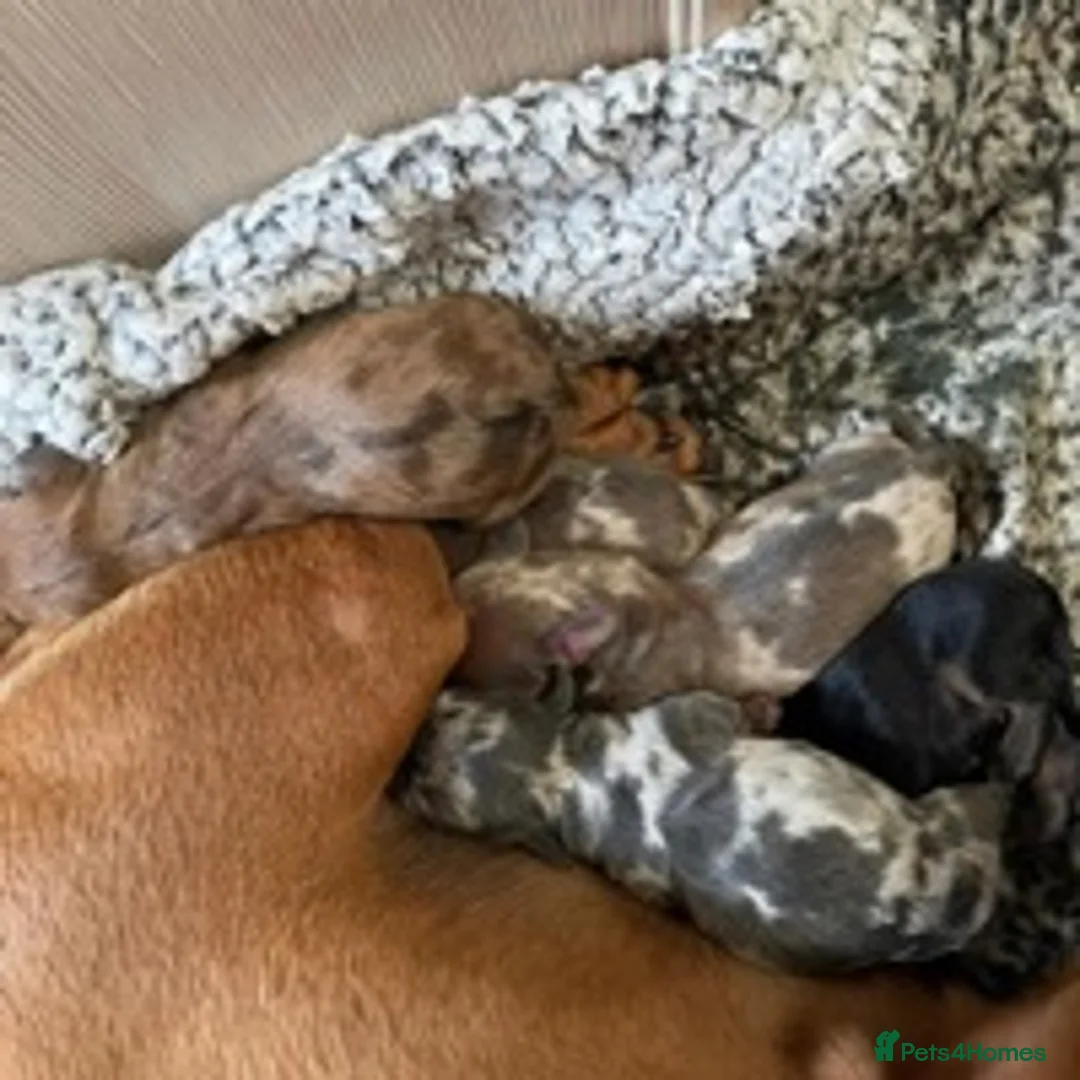 Miniature Dachshund dogs for stud: ISABELLA AND TAN DAPPLE DACHSHUND  in Sunderland - Advert 5