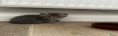 British Shorthair 4