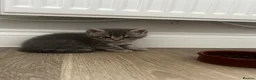 British Shorthair cats for sale: PEDIGREE BSH KITTENS  - Advert 19