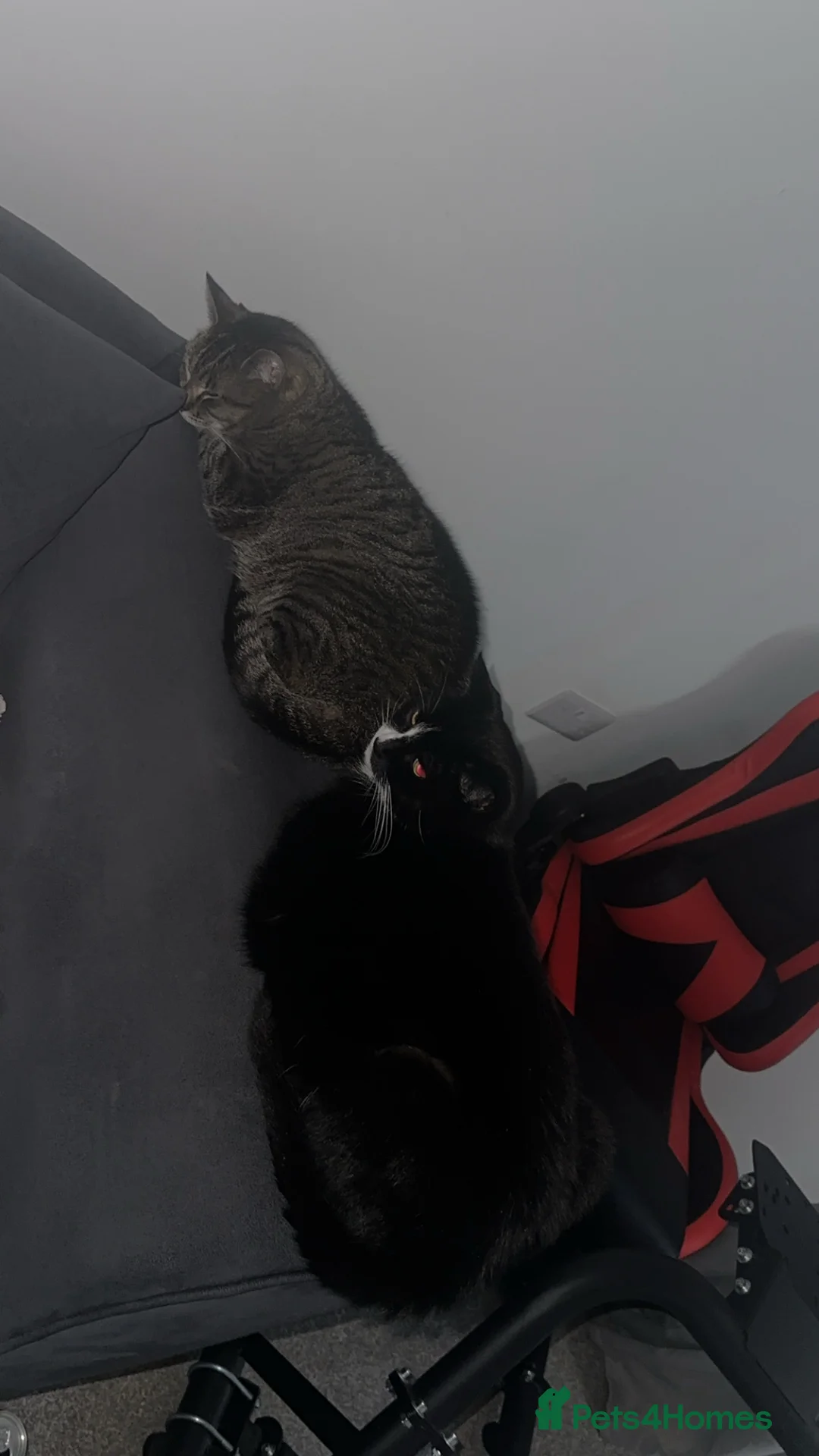 Mixed Breed cats for sale: 2 male kittens  in Edinburgh - Advert 2