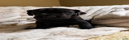 Great Dane dogs for sale: Champion blood exceptional quality black GreatDane - Advert 27