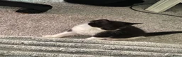 Mixed Breed cats for sale: Beautiful kittens - Advert 11