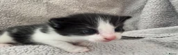 British Longhair cats for sale: Kittens  in Haltwhistle - Advert 20