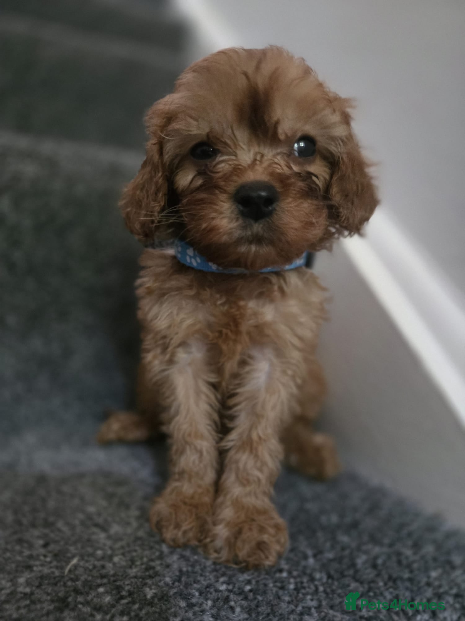 Cavapoo dogs 🐶Amazing cavapoo pups for sale🐶 - Advert 8