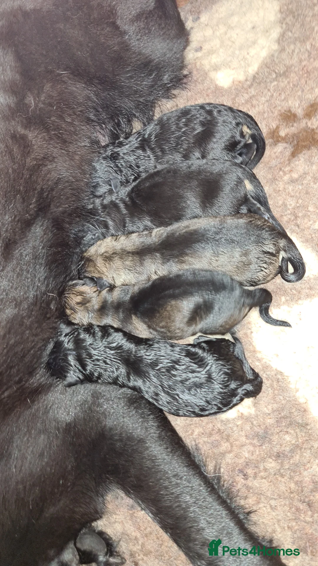 German Shepherd dogs for stud: Health tested Stunning kc reg sable stud  in Bedford - Advert 13