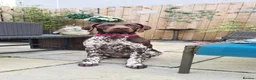 German Shorthaired Pointer dogs for sale: KC Registered German Shorthaired Pointer Puppies - Advert 14