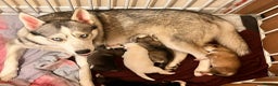 Siberian Husky dogs for sale: Siberian husky puppies x 5 - Advert 1