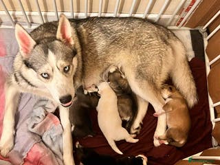 Siberian Husky dogs Siberian husky puppies x 5 REDUCED!! - Advert 2