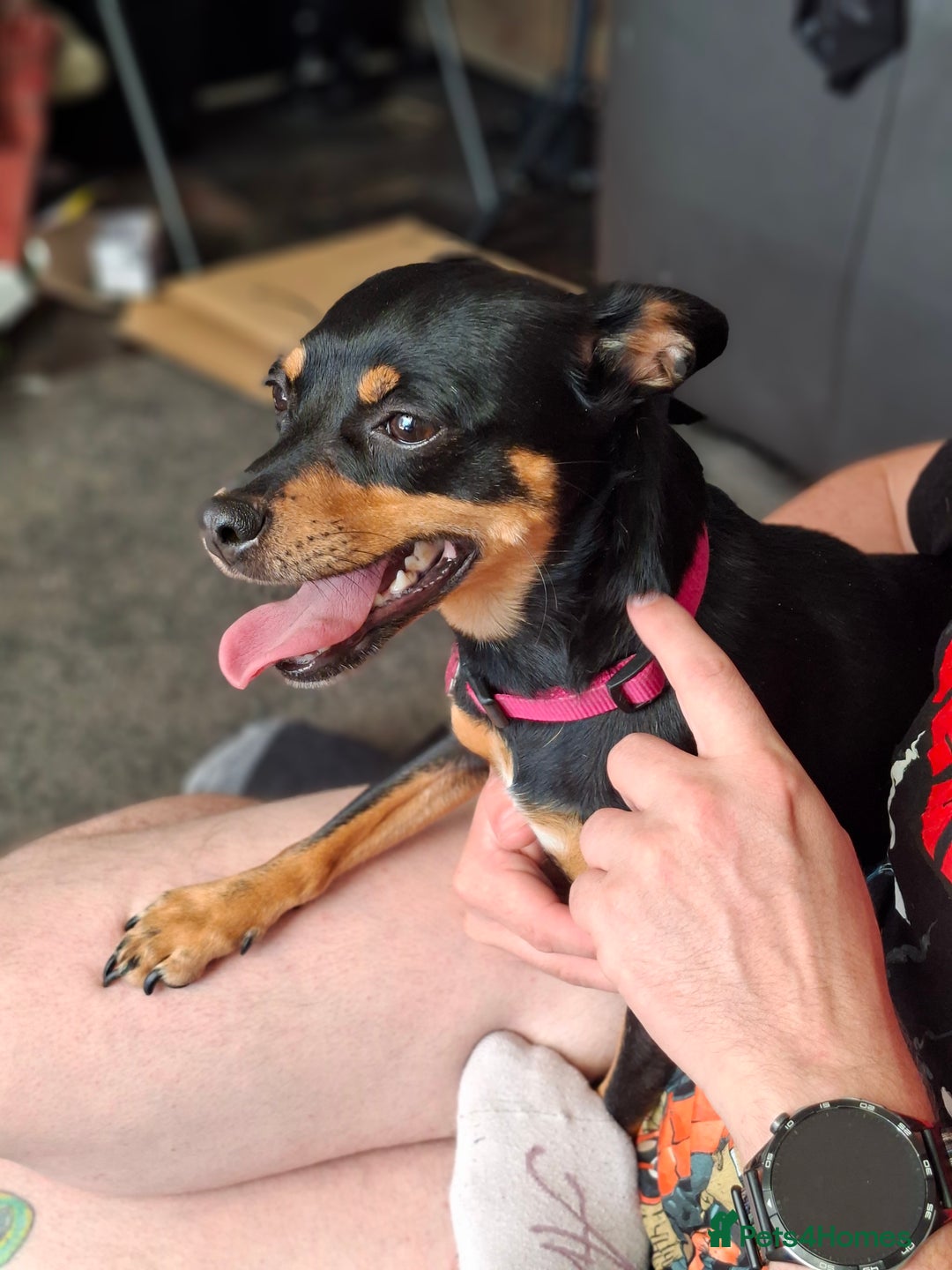 Miniature Pinscher dogs for sale: Lilo, looking for a new home. - Advert 3