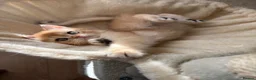 British Shorthair cats for sale: ⭐ ONLY ONE KITTEN LEFT! ⭐ - Advert 20