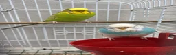 Budgerigars birds for sale: 3 budgies  in Bradford - Advert 2